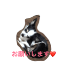チワワのパシャ（個別スタンプ：8）