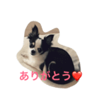 チワワのパシャ（個別スタンプ：9）