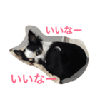 チワワのパシャ（個別スタンプ：11）