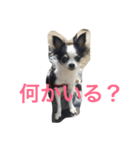 チワワのパシャ（個別スタンプ：12）