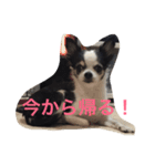 チワワのパシャ（個別スタンプ：13）