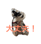チワワのパシャ（個別スタンプ：14）