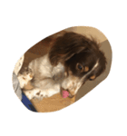 犬のりゅうちゃん（個別スタンプ：1）