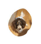 犬のりゅうちゃん（個別スタンプ：4）