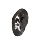 犬のりゅうちゃん（個別スタンプ：5）