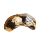 犬のりゅうちゃん（個別スタンプ：6）