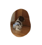 犬のりゅうちゃん（個別スタンプ：8）