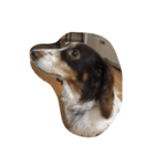 犬のりゅうちゃん（個別スタンプ：13）