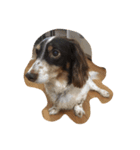 犬のりゅうちゃん（個別スタンプ：14）