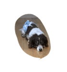 犬のりゅうちゃん（個別スタンプ：16）