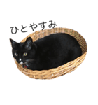 ソックス猫のつぐたん（個別スタンプ：3）