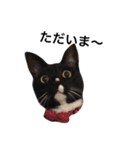 ソックス猫のつぐたん（個別スタンプ：10）
