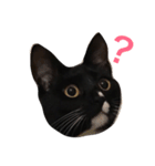 ソックス猫のつぐたん（個別スタンプ：16）
