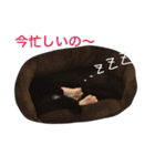 ソックス猫のつぐたん（個別スタンプ：17）