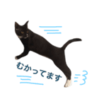 ソックス猫のつぐたん（個別スタンプ：19）