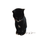 ソックス猫のつぐたん（個別スタンプ：20）