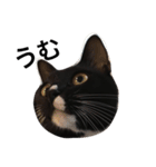 ソックス猫のつぐたん（個別スタンプ：21）