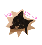 ソックス猫のつぐたん（個別スタンプ：23）
