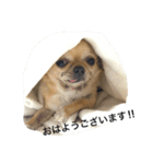 ぽっちゃりチワワのこむぎ（個別スタンプ：3）