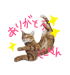 茶トラ猫好き♡さんへ捧ぐヨギくんスタンプ（個別スタンプ：2）