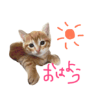 茶トラ猫好き♡さんへ捧ぐヨギくんスタンプ（個別スタンプ：3）