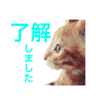 茶トラ猫好き♡さんへ捧ぐヨギくんスタンプ（個別スタンプ：8）