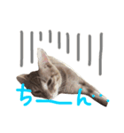 茶トラ猫好き♡さんへ捧ぐヨギくんスタンプ（個別スタンプ：10）