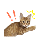 茶トラ猫好き♡さんへ捧ぐヨギくんスタンプ（個別スタンプ：11）