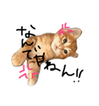 茶トラ猫好き♡さんへ捧ぐヨギくんスタンプ（個別スタンプ：13）