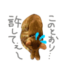 茶トラ猫好き♡さんへ捧ぐヨギくんスタンプ（個別スタンプ：14）