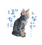 茶トラ猫好き♡さんへ捧ぐヨギくんスタンプ（個別スタンプ：16）