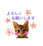 茶トラ猫好き♡さんへ捧ぐヨギくんスタンプ（個別スタンプ：18）