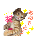 茶トラ猫好き♡さんへ捧ぐヨギくんスタンプ（個別スタンプ：19）
