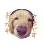 Normal dog's the second stamp！（個別スタンプ：1）