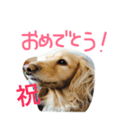 Normal dog's the second stamp！（個別スタンプ：4）