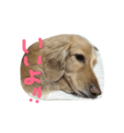 Normal dog's the second stamp！（個別スタンプ：5）