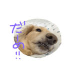 Normal dog's the second stamp！（個別スタンプ：6）