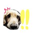 Normal dog's the second stamp！（個別スタンプ：7）