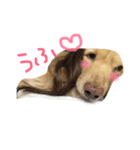 Normal dog's the second stamp！（個別スタンプ：9）