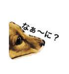 Normal dog's the second stamp！（個別スタンプ：10）