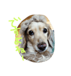 Normal dog's the second stamp！（個別スタンプ：11）