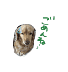 Normal dog's the second stamp！（個別スタンプ：12）
