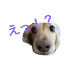 Normal dog's the second stamp！（個別スタンプ：13）