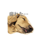 Normal dog's the second stamp！（個別スタンプ：14）