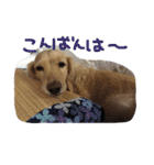 Normal dog's the second stamp！（個別スタンプ：15）