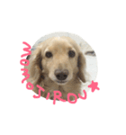 Normal dog's the second stamp！（個別スタンプ：16）