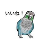 ウロコインコとセキセイ兄さんズ（個別スタンプ：1）