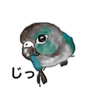 ウロコインコとセキセイ兄さんズ（個別スタンプ：4）