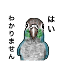 ウロコインコとセキセイ兄さんズ（個別スタンプ：5）