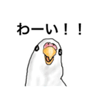 ウロコインコとセキセイ兄さんズ（個別スタンプ：6）